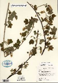 Ribes americanum image