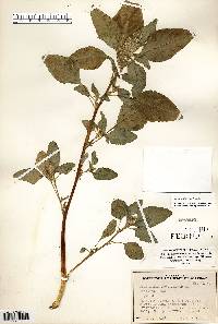 Amaranthus retroflexus image