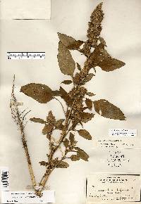 Amaranthus retroflexus image