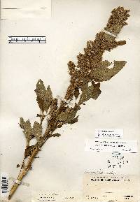 Amaranthus retroflexus image