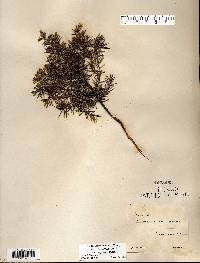 Juniperus communis var. depressa image