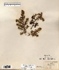 Juniperus communis var. depressa image