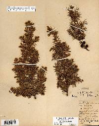 Juniperus communis var. depressa image