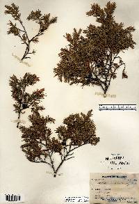 Juniperus communis var. depressa image