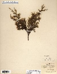 Juniperus virginiana var. virginiana image