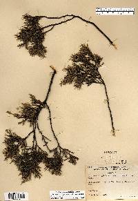 Juniperus virginiana var. virginiana image