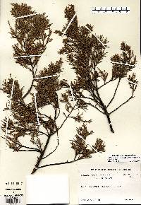 Juniperus virginiana var. virginiana image