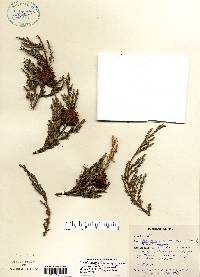 Juniperus virginiana var. virginiana image