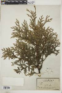 Thuja occidentalis image