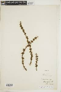 Larix laricina image