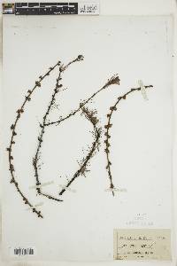 Larix laricina image