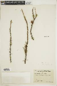 Larix laricina image