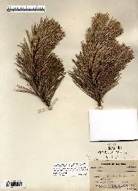 Pinus rigida image