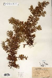 Taxus canadensis image