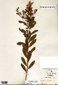 Spiraea alba image