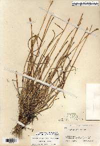 Aegilops cylindrica image