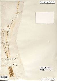 Aristida dichotoma image