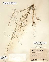 Aristida purpurascens image