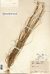 Aristida purpurascens image