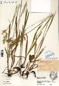 Bromus kalmii image