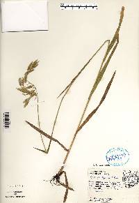 Bromus kalmii image