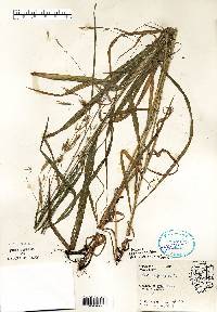 Bromus pubescens image