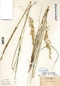 Calamagrostis stricta image