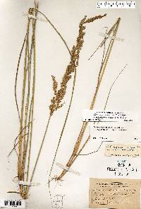 Calamagrostis stricta image