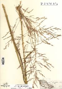 Calamovilfa longifolia image