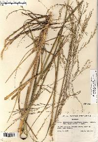 Calamovilfa longifolia image