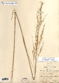 Calamovilfa longifolia var. magna image