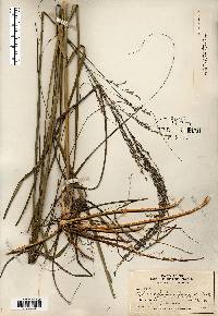 Calamovilfa longifolia image