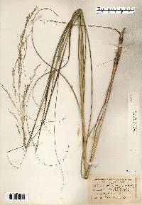 Calamovilfa longifolia image
