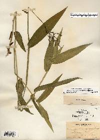 Dichanthelium latifolium image