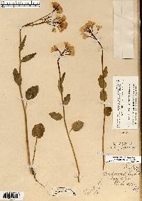 Cardamine douglassii image