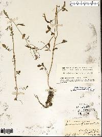 Cardamine pensylvanica image