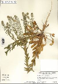 Lepidium campestre image