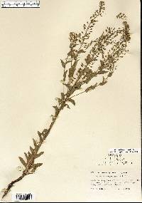 Lepidium campestre image