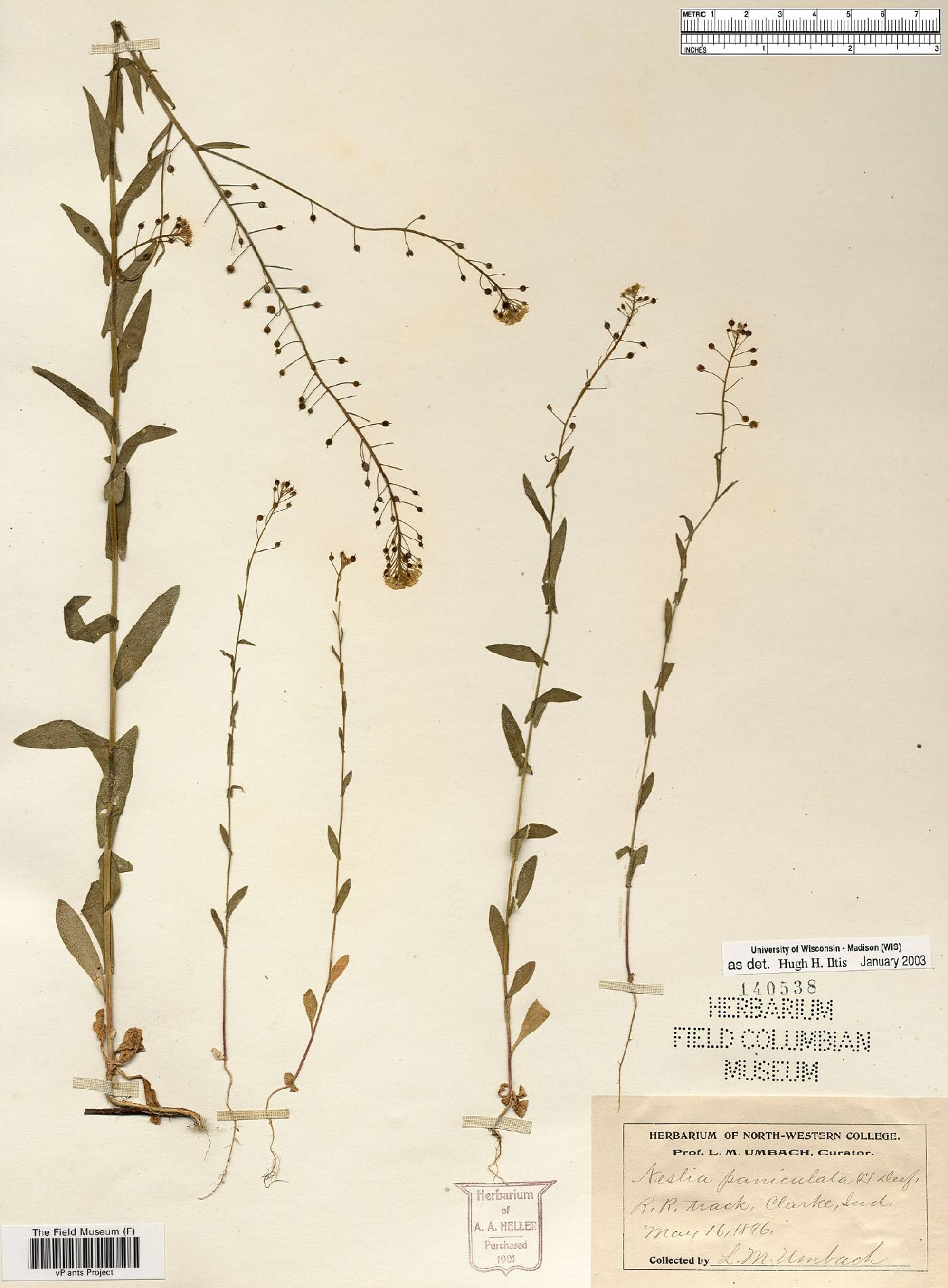 Neslia paniculata image