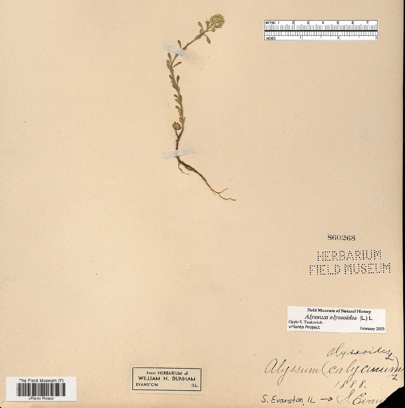 Alyssum alyssoides image