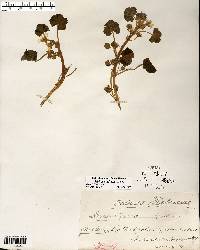 Malva neglecta image