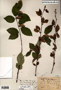 Betula alleghaniensis image