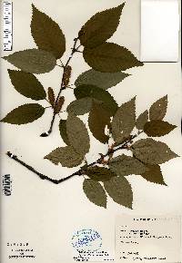 Betula alleghaniensis image