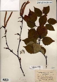 Betula papyrifera image