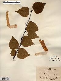 Betula papyrifera image