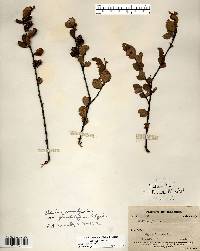 Betula pumila image