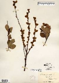 Betula pumila image