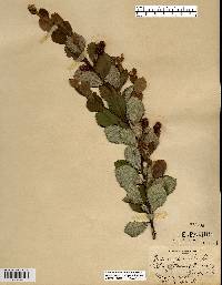 Betula pumila image