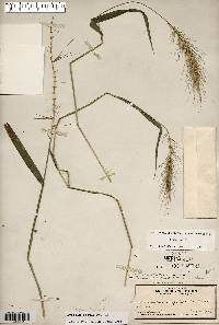 Elymus hystrix image