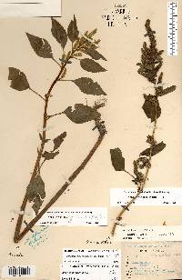 Amaranthus hybridus image